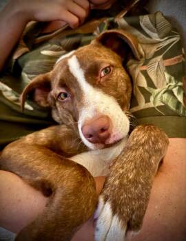 Rescue Pit Bull Terrier Dogs for Adoption in Los Angeles, California - Bowie | PetCurious