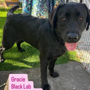 Gracie -  Black Labrador Retriever Dog for Adoption in Tampa, Florida - Gracie | PetCurious