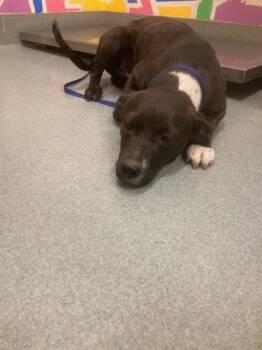 Pit Bull Terrier and Mixed Breed Dogs Available for Adoption in Baytown, Texas - AQUA | PetCurious