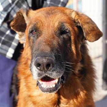 German Shepherd Dog and Mixed Breed Dogs Available for Adoption - ZARK | PetCurious