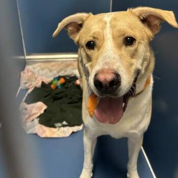 Siberian Husky and Mixed Breed Dogs Available for Adoption in Merriam, Kansas - Rudy | PetCurious