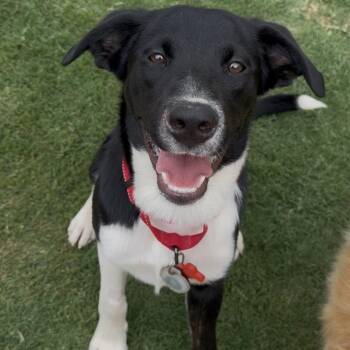 Jordan -  Border Collie and Mixed Breed Dog Available for Adoption in Rock Hill, South Carolina - Jordan | PetCurious