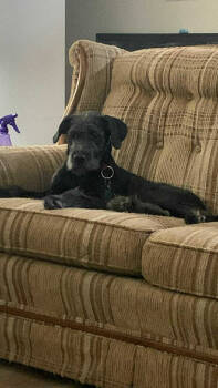 Rescue Labrador Retriever Dogs for Adoption in Aurora, Indiana - Zoey Claire | PetCurious