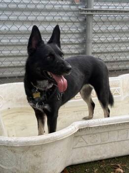 Kyra -  German Shepherd Dog and Border Collie Dog for Adoption in Austin, Texas - Kyra | PetCurious