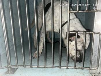 Rescue Pit Bull Terrier Dogs for Adoption in Ocala, Florida - LEGEND | PetCurious