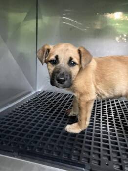 Mixed Breed Dogs Available for Adoption - RALPH | PetCurious