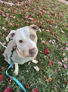 Rescue Mixed Breed Dogs for Adoption in Lansing, Michigan - Poptart (25-117 D) | PetCurious