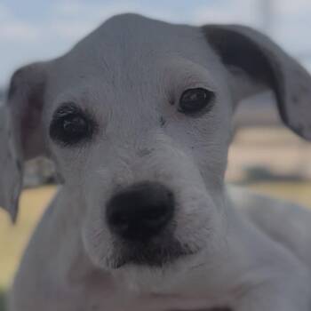 Birdie -  Golden Retriever and Pit Bull Terrier Dog for Adoption in Midland, Texas - Birdie | PetCurious