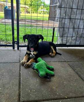 Cameron- shy sweetheart -  German Shepherd Dog Dog for Adoption in Ocean Township, New Jersey - Cameron- Shy Sweetheart | PetCurious