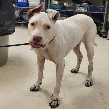Mixed Breed Dogs Available for Adoption in Lake Panasoffkee, Florida - Ram | PetCurious