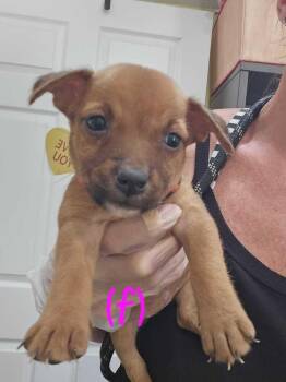 Henna - Hattie -  American Bulldog Dog for Adoption in Lakeland, Florida - Henna - Hattie | PetCurious