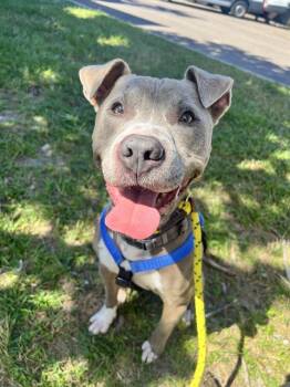 Mixed Breed Dogs Available for Adoption in Jacksonville, Florida - GUNTER | PetCurious