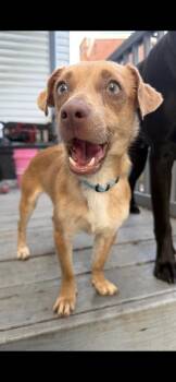 Petunia -  Chihuahua Dog for Adoption in Jefferson Hills, Pennsylvania - Petunia | PetCurious