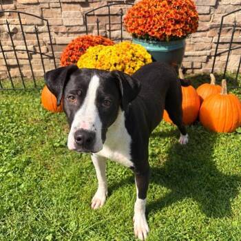 Brutus -  Great Dane and Labrador Retriever Dog for Adoption in Medina, Ohio - Brutus | PetCurious