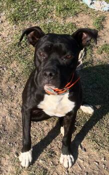 Pit Bull Terrier Dogs Available for Adoption in Little Rock, Arkansas - Bingo | PetCurious