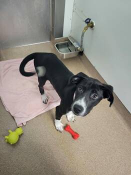 Crysta -  Mixed Breed Dog for Adoption in Chambersburg, Pennsylvania - Crysta | PetCurious