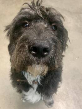 Goldendoodle Dogs Available for Adoption - MistyLynn | PetCurious