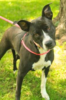 Millie -  Pit Bull Terrier and Retriever Dog for Adoption - Millie | PetCurious