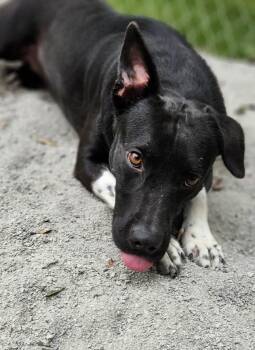 Rescue Pit Bull Terrier and Hound Dogs for Adoption in Mount Holly, New Jersey - Socks | PetCurious