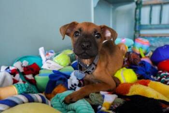 Lucille -  Dachshund and Terrier Dog for Adoption in San Antonio, Texas - Lucille | PetCurious