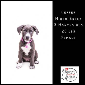 Pepper -  Mixed Breed Dog for Adoption - Pepper | PetCurious