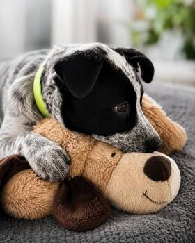 BANJO -  Retriever Dog for Adoption in Broomfield, Colorado - BANJO | PetCurious