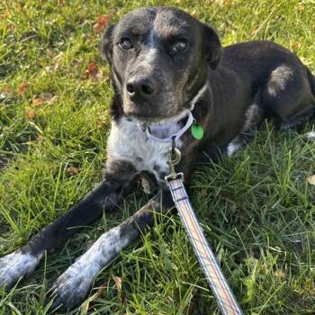 CPAP -  Mixed Breed Dog for Adoption in Buffalo, Minnesota - CPAP | PetCurious