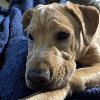 Ira D11487 -  Yellow Labrador Retriever Dog for Adoption - Ira D11487 | PetCurious
