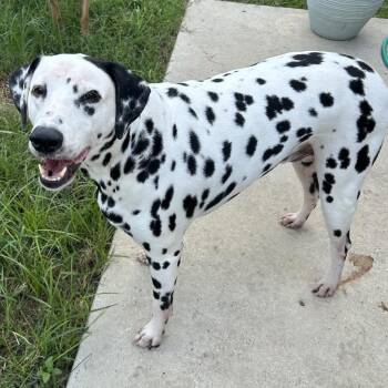 Murphy (Benefactor Dog) -  Dalmatian Dog for Adoption in Abbotsford, British Columbia - Murphy (Benefactor Dog) | PetCurious