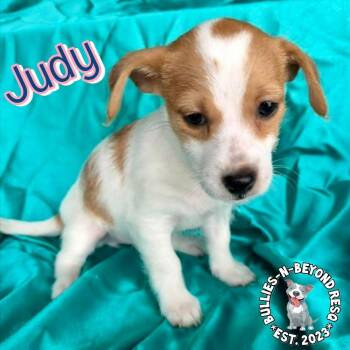 Terrier and Poodle Dogs Available for Adoption - Hollywood Litter: Judy | PetCurious