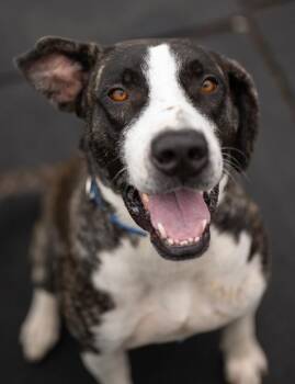 Toby -  Great Pyrenees and Pit Bull Terrier Dog for Adoption in Stratham, New Hampshire - Toby | PetCurious
