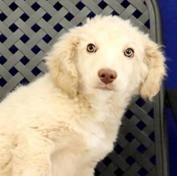 Australian Shepherd and Standard Poodle Dogs Available for Adoption in Midland, Texas - Chevron | PetCurious