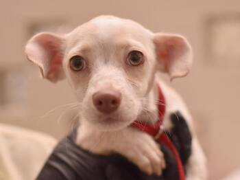 Chai -  Dachshund and Chihuahua Dog for Adoption in Portland, Oregon - Chai | PetCurious