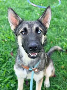 Calacatta -  German Shepherd Dog Dog for Adoption in Chicago, Illinois - Calacatta | PetCurious