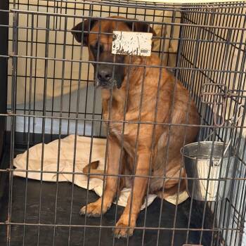 Jade -  Mixed Breed Dog for Adoption in Port Charlotte, Florida - Jade | PetCurious