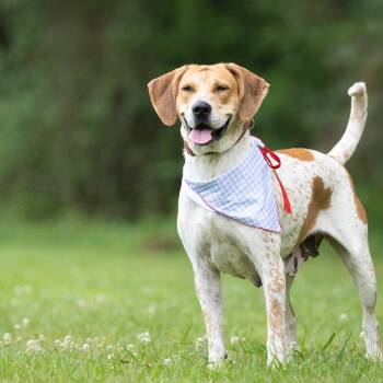 Sophia -  Treeing Walker Coonhound and Basset Hound Dog for Adoption in Rossville, Georgia - Sophia | PetCurious