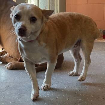 Chihuahua and Cardigan Welsh Corgi Dogs Available for Adoption - Pumpkin | PetCurious