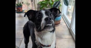 Border Collie and Mixed Breed Dogs Available for Adoption - 7683 Noelle | PetCurious