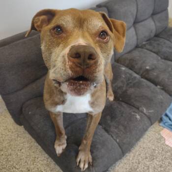 Haze -  Pit Bull Terrier Dog for Adoption in Middletown, New York - Haze | PetCurious