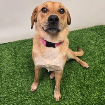 Mixed Breed Dogs Available for Adoption in Columbia, Missouri - Hashbrowns | PetCurious