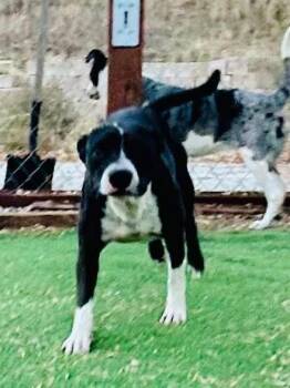 Rescue American Staffordshire Terrier Dogs for Adoption in Pumpkin Center, California - Tigger | PetCurious