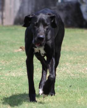 Midnight -  Great Dane Dog for Adoption in Temple, Texas - Midnight | PetCurious