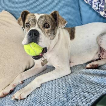 Skye -  Terrier and Bulldog Dog for Adoption in Shakopee, Minnesota - Skye | PetCurious