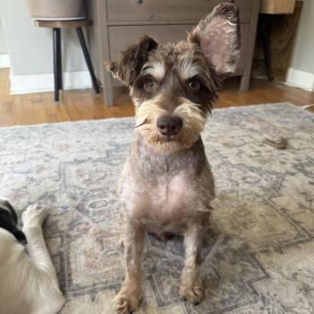 Brooks -  Miniature Schnauzer Dog for Adoption in Monroe, North Carolina - Brooks | PetCurious
