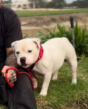 Suki (Raider Suka) -  American Bully Dog for Adoption in Ventura, California - Suki (Raider Suka) | PetCurious