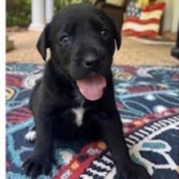 River -  Labrador Retriever and Mixed Breed Dog for Adoption in Buffalo, Minnesota - River | PetCurious