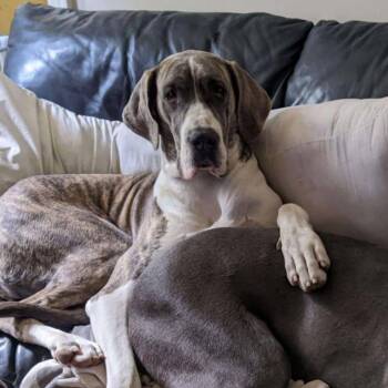 Buffy -  Great Dane Dog for Adoption in Raleigh, North Carolina - Buffy | PetCurious