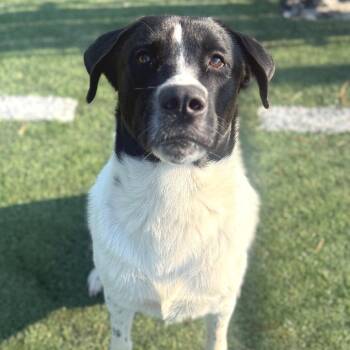 Chance -  Mixed Breed Dog for Adoption in Memphis, Tennessee - Chance | PetCurious