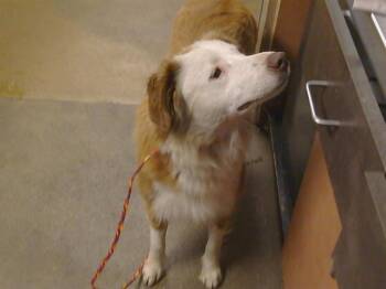 Border Collie and Australian Shepherd Dogs Available for Adoption in Sacramento, California - SUNFLOWER | PetCurious