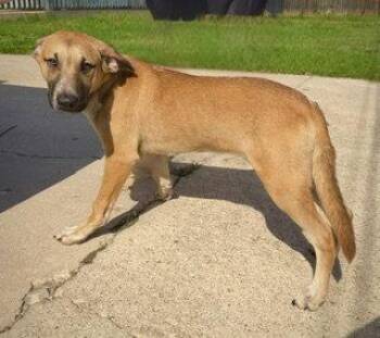 Great Dane Dogs Available for Adoption in Pleasanton, Texas - Zeus- Puppy #2 (CS Litter #1/2026) | PetCurious